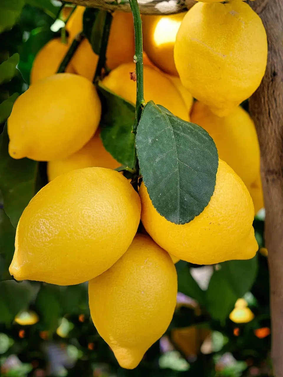 Egyptian lemons on the tree