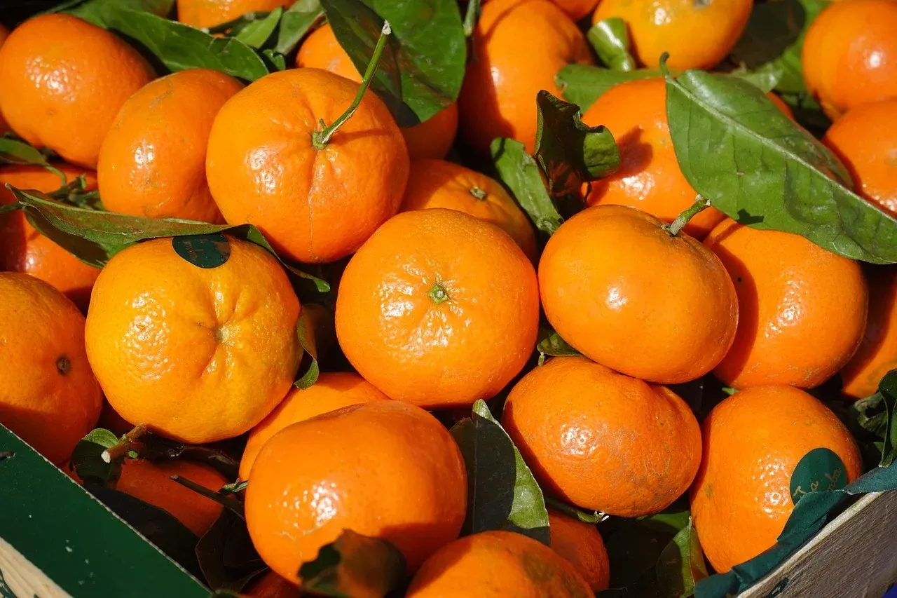Fresh Egyptian mandarins